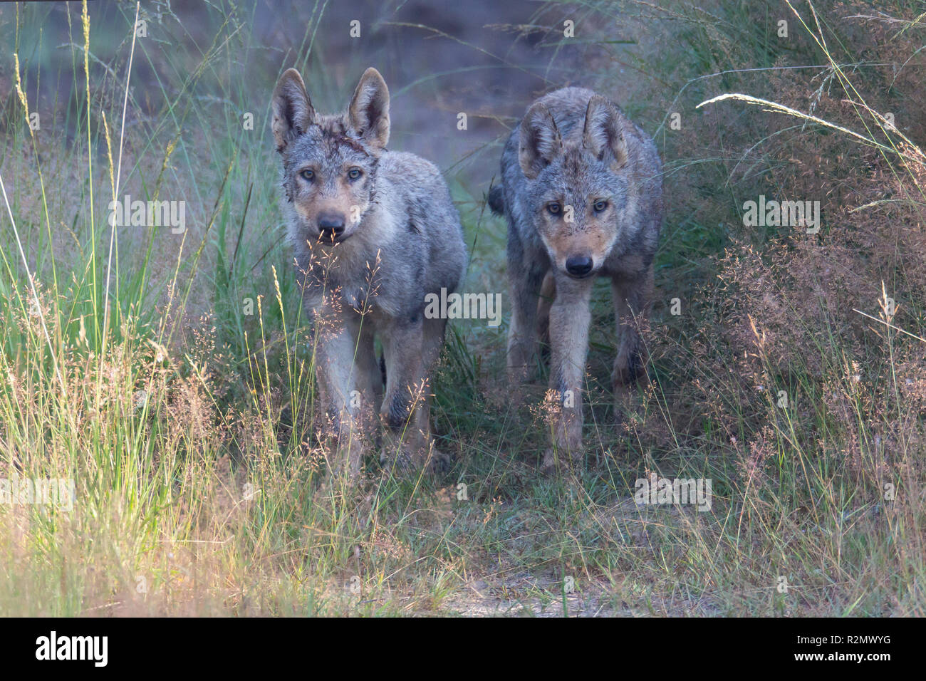 Due i cuccioli lupo nella natura selvaggia Foto Stock