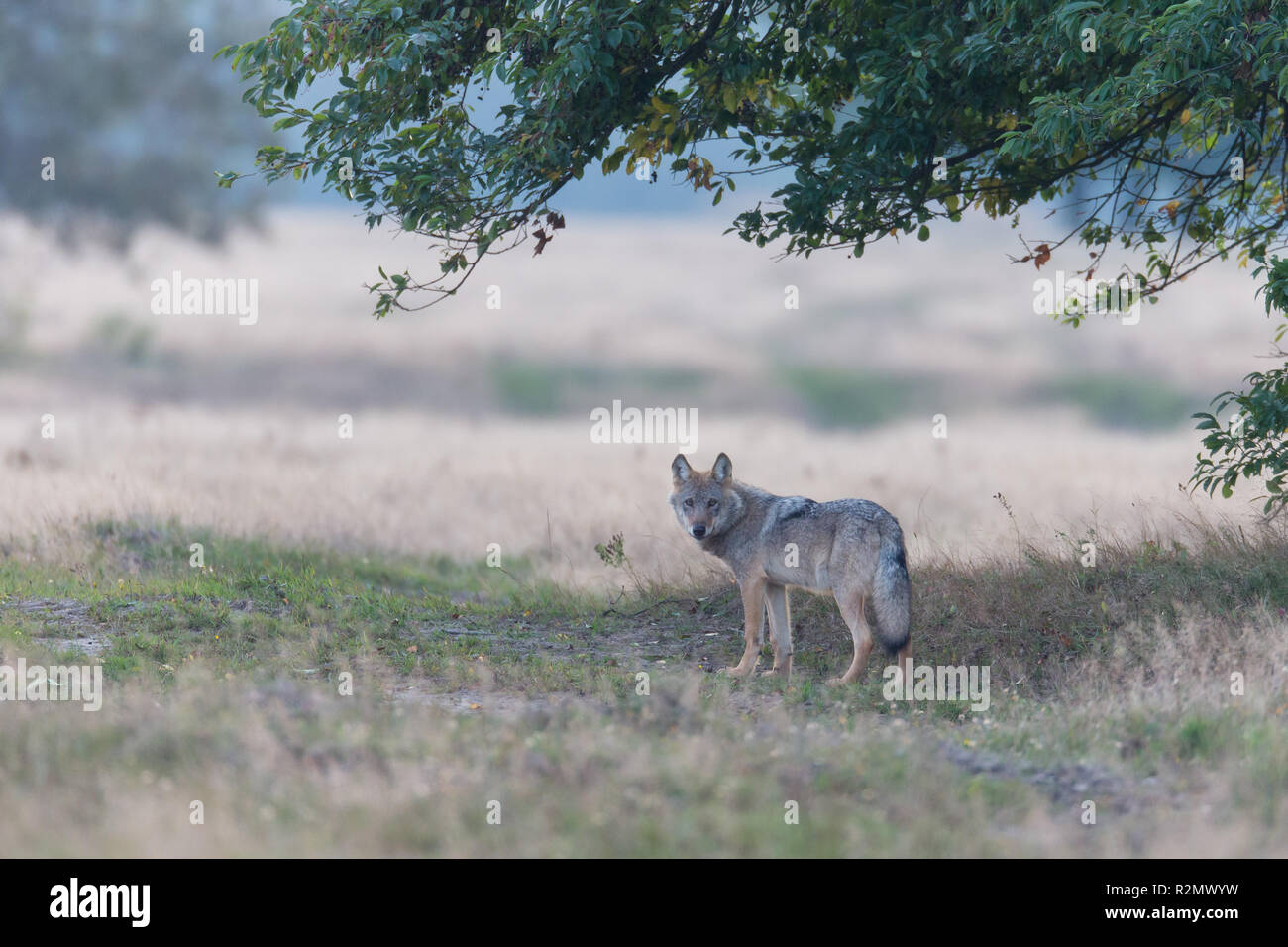 Lupo è sotto un albero Foto Stock