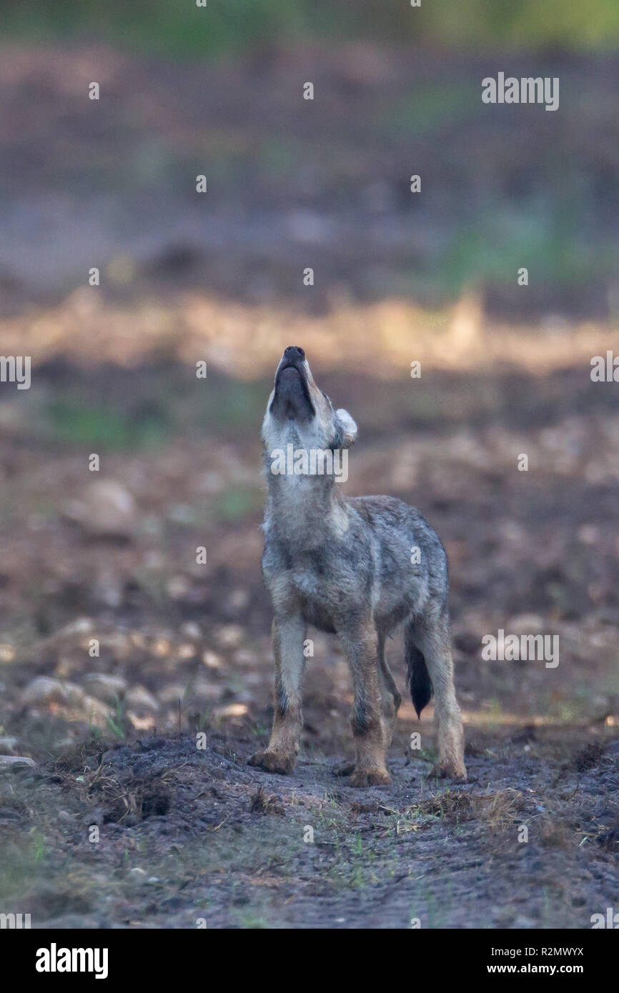 Cucciolo di lupo ululati nella natura selvaggia Foto Stock