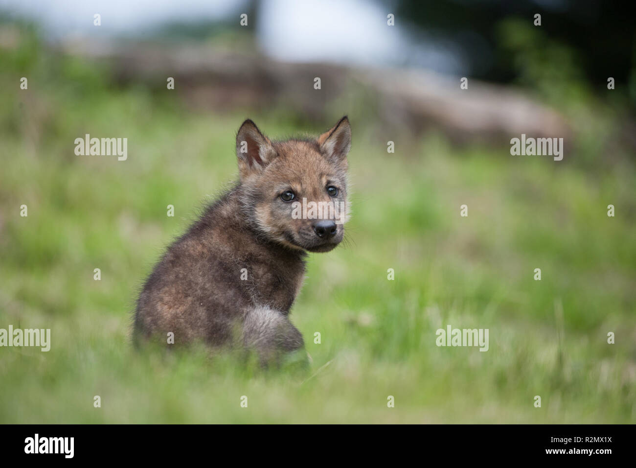 Cucciolo di lupo è seduta in erba Foto Stock