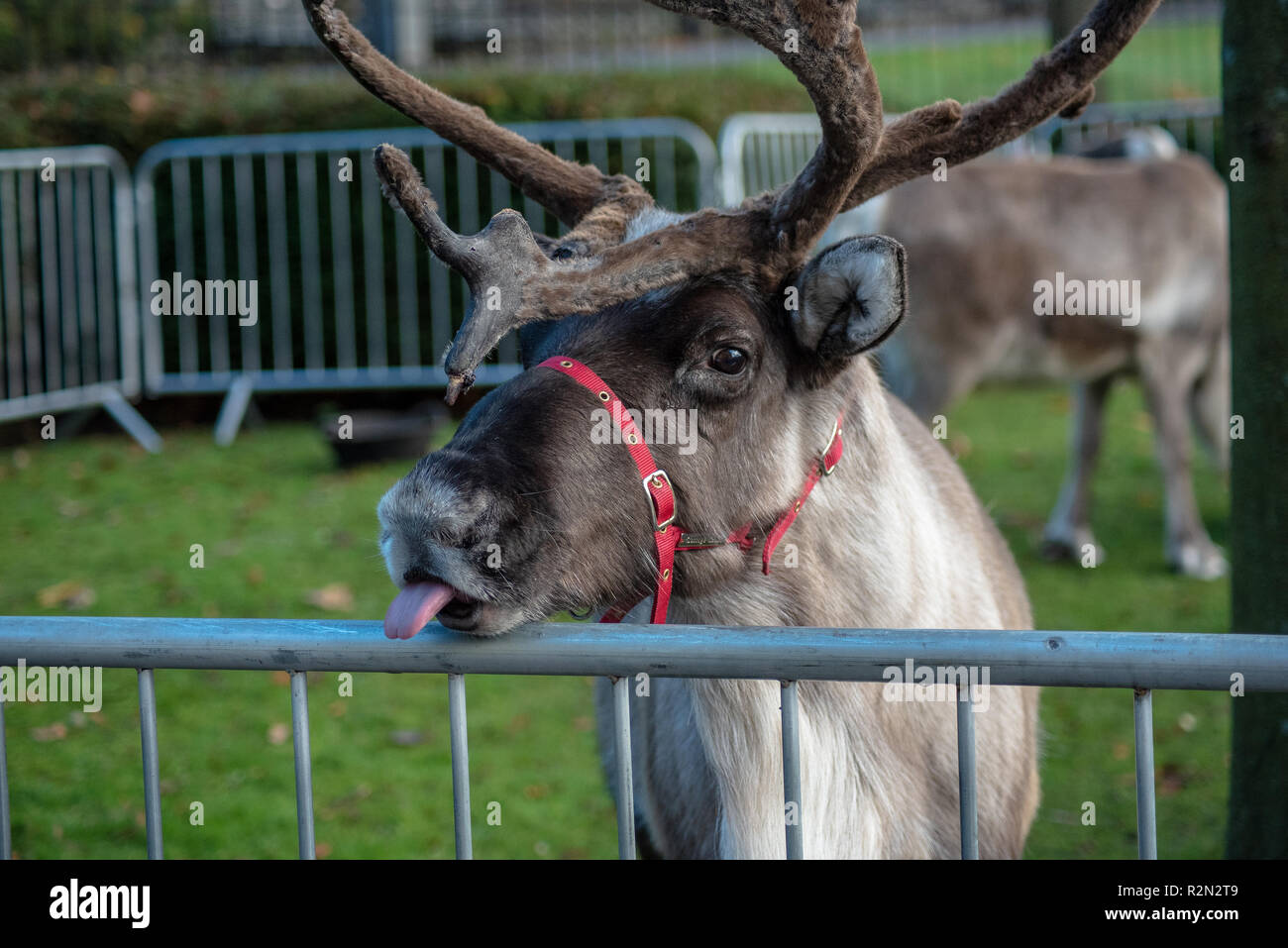 Una renna è visto essendo un po' sfacciato a fotografi. Stirling è venuto fuori per iniziare il periodo festivo con la loro annuale Natale Luce girare sul caso, questo è un evento annuale che si svolge il 18 novembre. Consiglio di Stirling eseguire una competizione per vedere chi sarà il fortunato e sedersi accanto a Santa per la parata e ad avere l'onore di fare l'interruttore su on. Quest'anno ha visto Alfie Bell e sua madre Stephanie campana con l'onore. Foto Stock