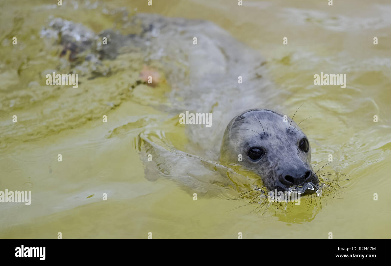 Friedrichskoog, Germania. Xx Nov, 2018. Le quattro settimane di età guarnizione grigio howler 'Elvis" nuota nel suo involucro in corrispondenza della stazione di tenuta Friedrichskoog. Howlers sono giovani guarnizioni separate in modo permanente dalla loro madre. Credito: Axel Heimken/dpa/Alamy Live News Foto Stock