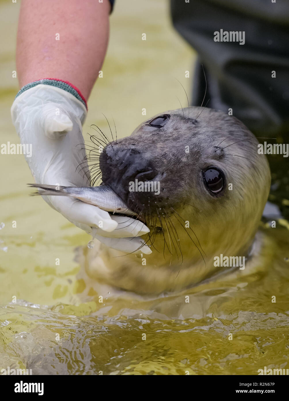 Friedrichskoog, Germania. Xx Nov, 2018. Le quattro settimana di vecchia guarnizione grigio howler 'Elvis' viene alimentato con il pesce nella stazione di tenuta Friedrichskoog. Howlers sono giovani guarnizioni separate in modo permanente dalla loro madre. Credito: Axel Heimken/dpa/Alamy Live News Foto Stock