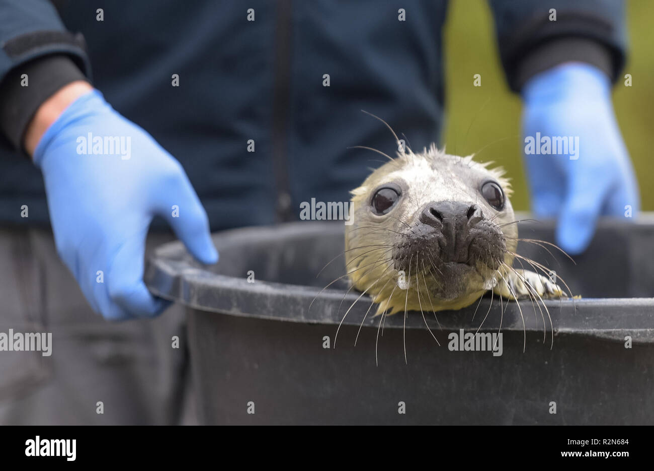 Friedrichskoog, Germania. Xx Nov, 2018. Le quattro settimane di età guarnizione grigio howler 'Elvis' è portato al suo contenitore nella stazione di tenuta Friedrichskoog. Howlers sono giovani guarnizioni separate in modo permanente dalla loro madre. Credito: Axel Heimken/dpa/Alamy Live News Foto Stock