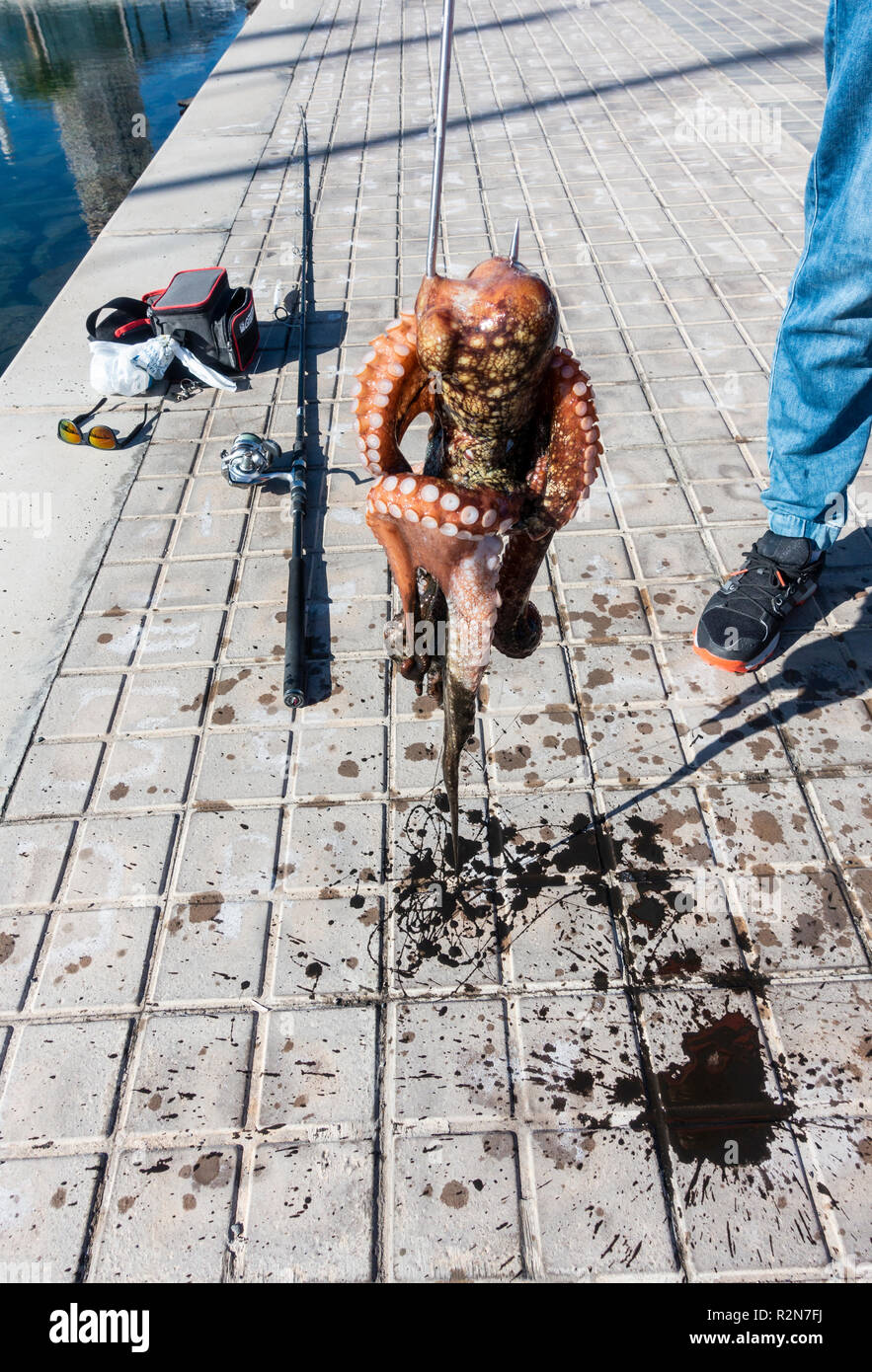 Las Palmas de Gran Canaria, Isole Canarie, Spagna. Xx Novembre 2018. Meteo:  un polipo fisherman sfrutta la calma le condizioni a seguito di un fine  settimana di grandi onde che martoriata nelle