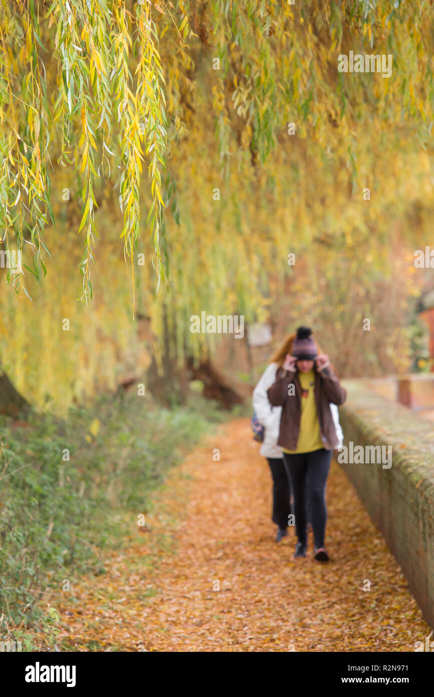 Bewdley, Regno Unito. 20th novembre 2018. Tempo nel Regno Unito: Con la stagione autunnale ben in corso e temperature amaramente fredde, oggi è sicuramente un giorno per cappelli lanosi. Camminando attraverso le foglie cadute di autunno, nello sfondo della fotografia, una ragazza tira il suo cappello più giù sopra la sua testa per tenere fuori il tempo freddo. Credito: Lee Hudson/Alamy Live News Foto Stock