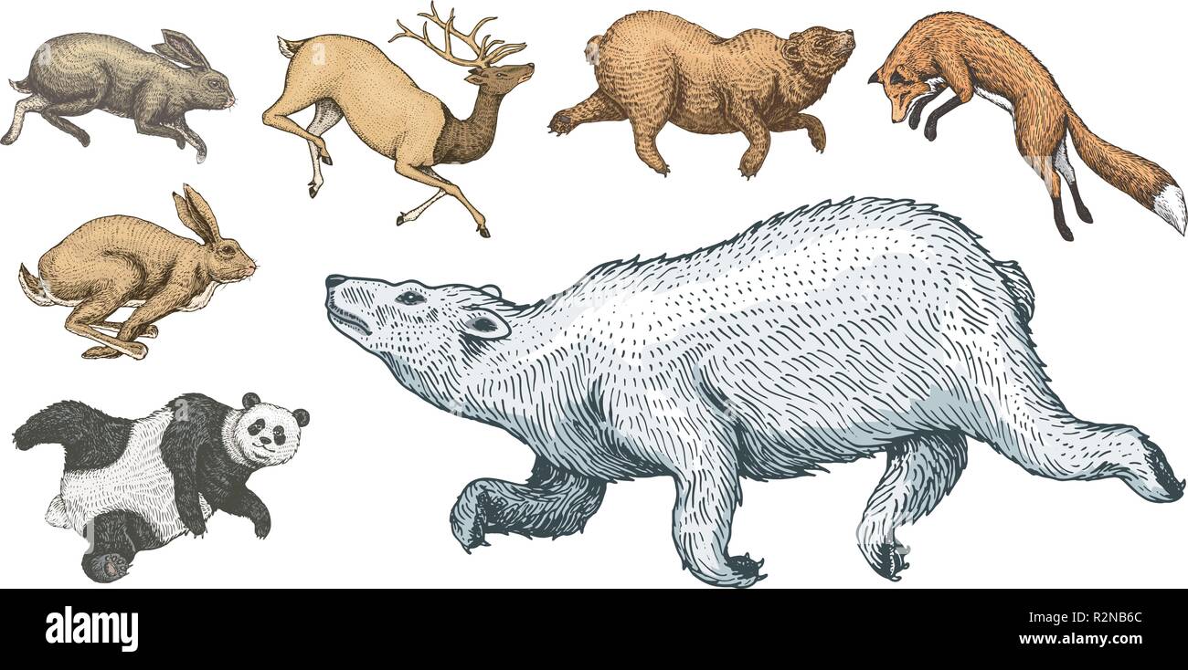 Soaring Red Fox coniglio lepre northern orso marrone cervo. Set di bosco selvatico animale il salto. In stile vintage. Mano inciso bozzetto. Illustrazione Vettoriale