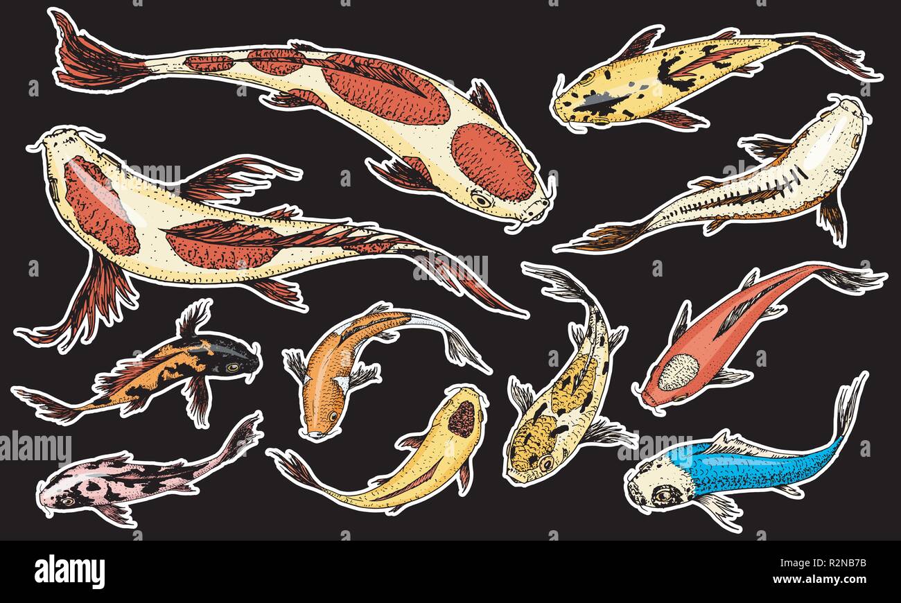 Set Di Carpe Pesci Giapponese Su Sfondo Nero Colorati Animali Coreana Creatura Del Mare Incisi Disegnati A Mano Arte Linea Vintage Tattoo Disegno Monocromatico Immagine E Vettoriale Alamy