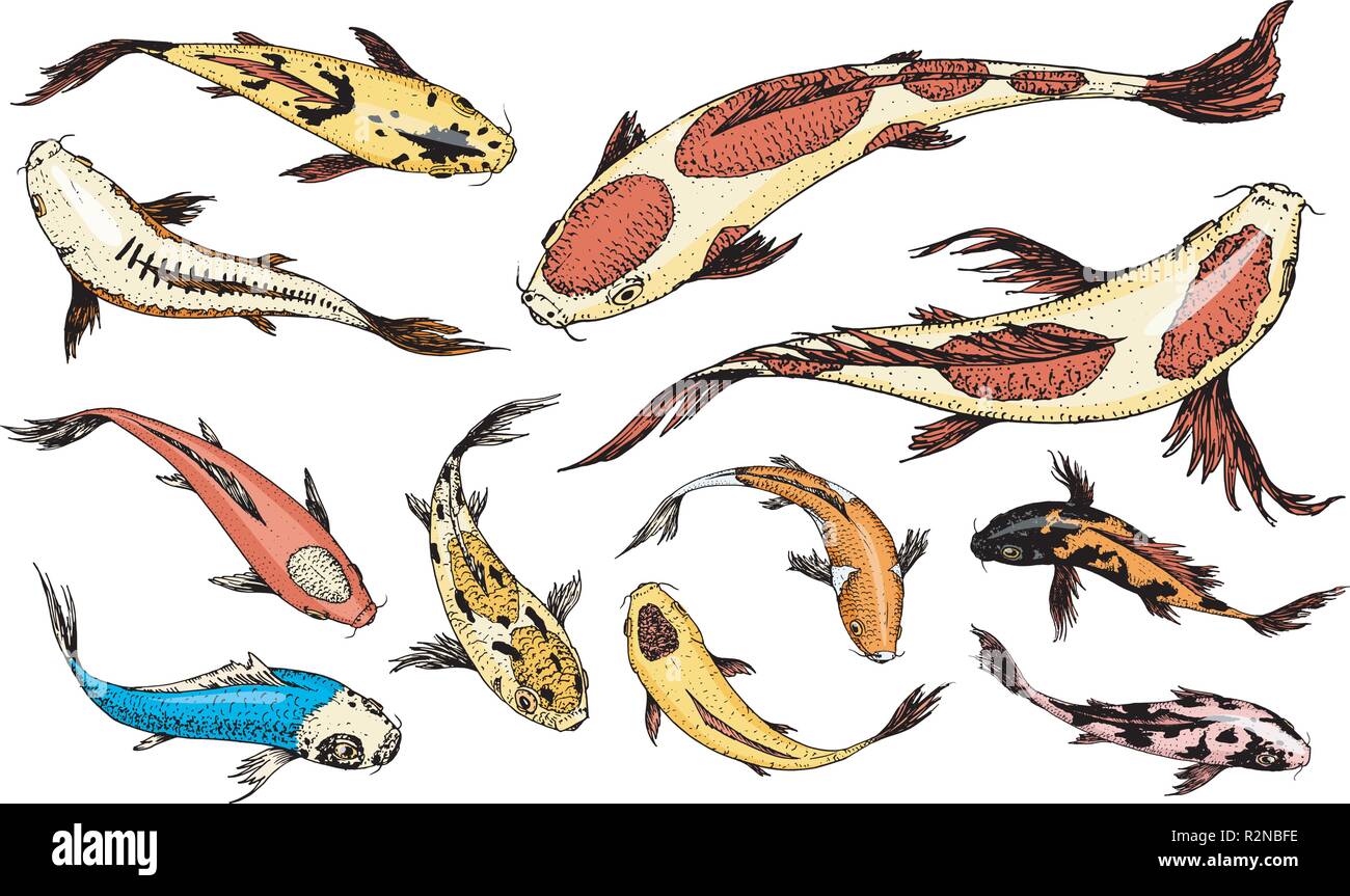 Set Di Carpe Pesci Giapponese Colorati Animali Coreana Creatura Del Mare Incisi Disegnati A Mano Arte Linea Vintage Tattoo Disegno Monocromatico Immagine E Vettoriale Alamy