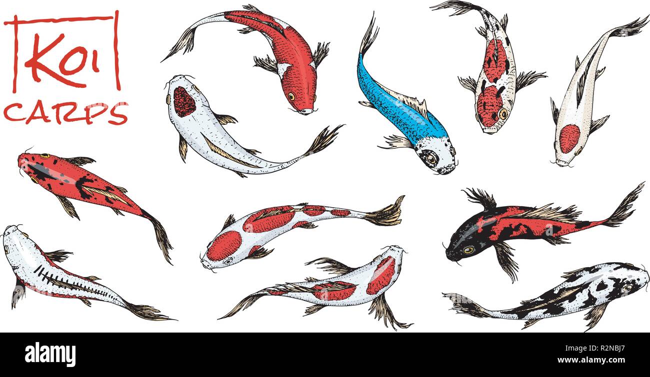 Set Di Carpe Pesci Giapponese Su Sfondo Bianco Colorati Animali Coreana Creatura Del Mare Incisi Disegnati A Mano Vintage Tattoo Disegno Monocromatico Immagine E Vettoriale Alamy