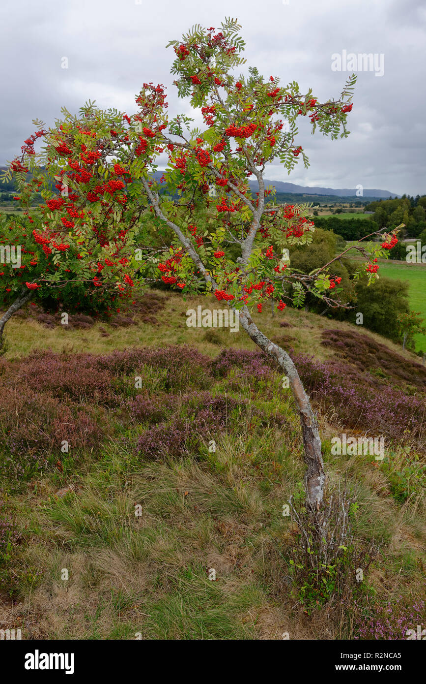 Rowan o ceneri di montagna - Sorbus aucuparia albero con frutti di bosco alla Scottish Heath Foto Stock