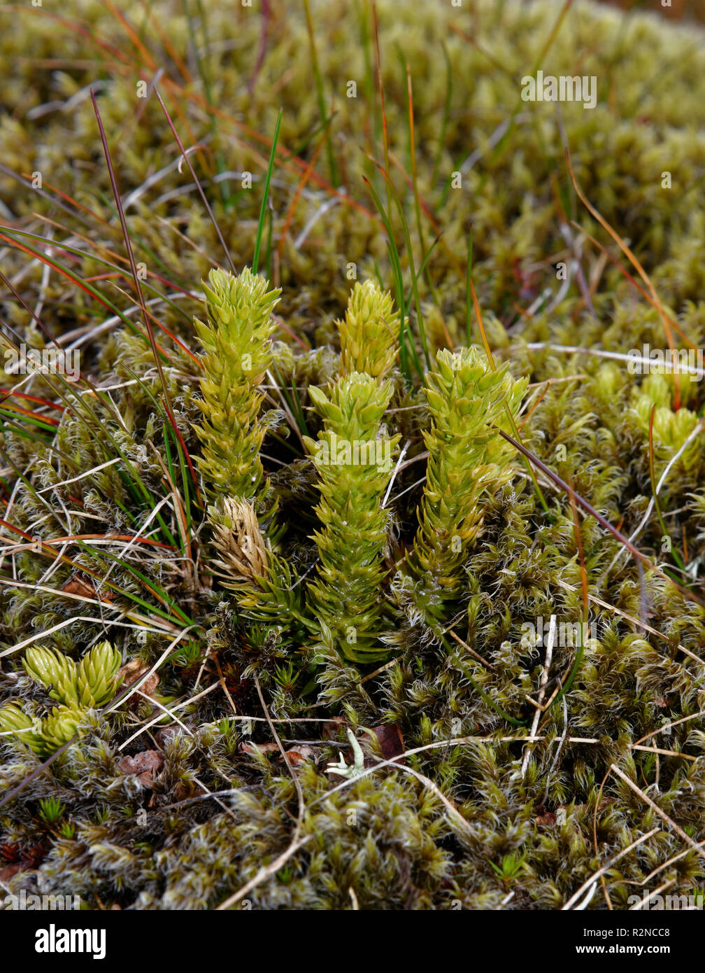Mossy Cyphel - Minuartia sedoides pianta di montagna dalla Scozia Foto Stock