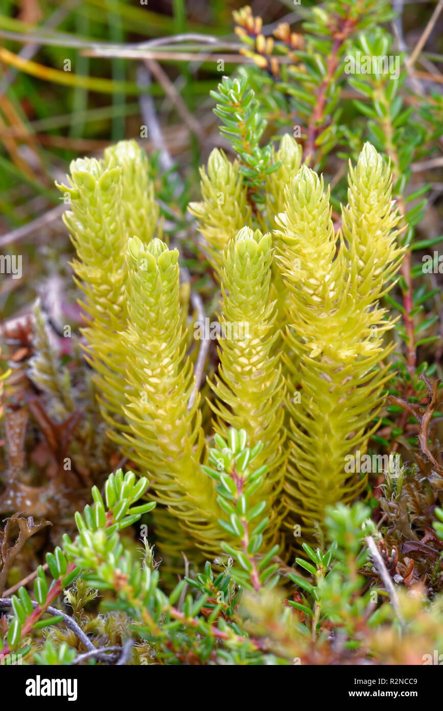 Mossy Cyphel - Minuartia sedoides pianta di montagna dalla Scozia Foto Stock