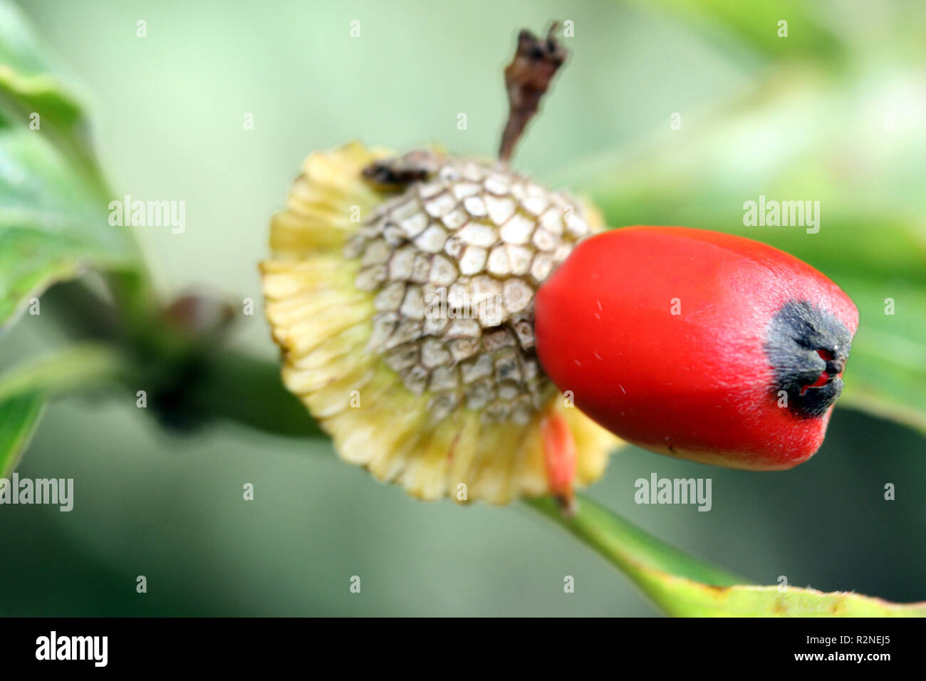 Frutto del cornus monarch Foto Stock