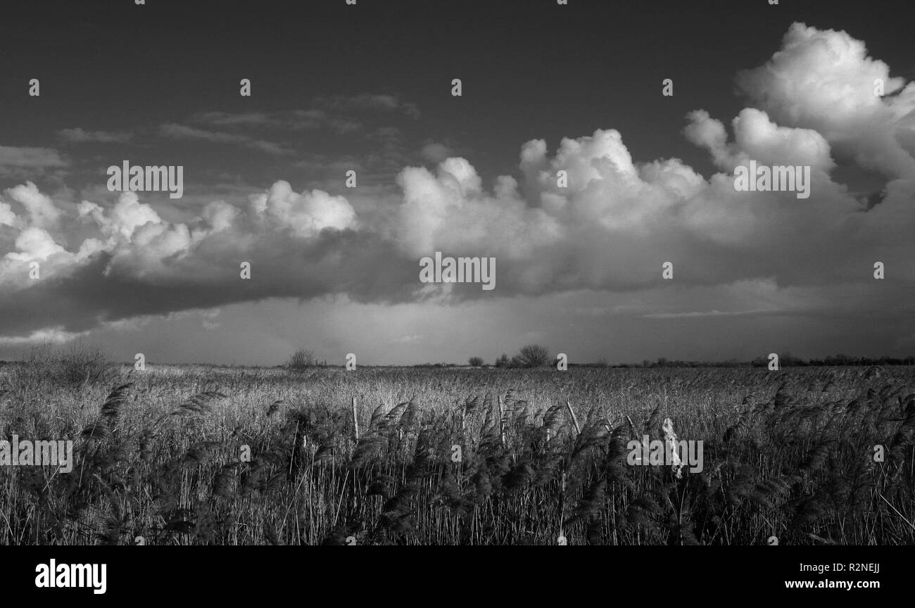 Stodmarsh, Kent, Inghilterra, Gran Bretagna Foto Stock