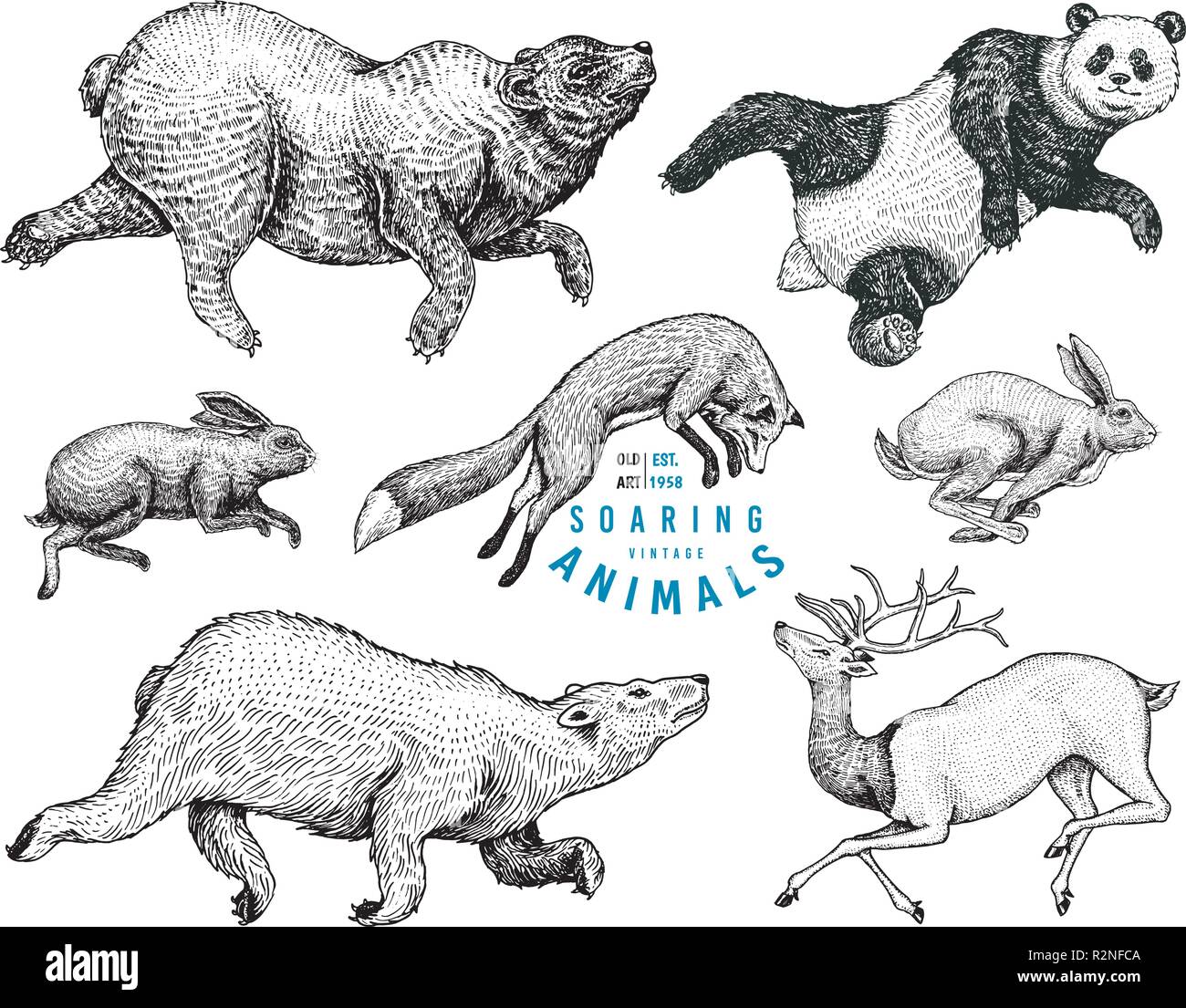 Soaring Red Fox coniglio lepre northern orso marrone cervo. Set di bosco selvatico animale il salto. In stile vintage. Mano inciso bozzetto. Illustrazione Vettoriale