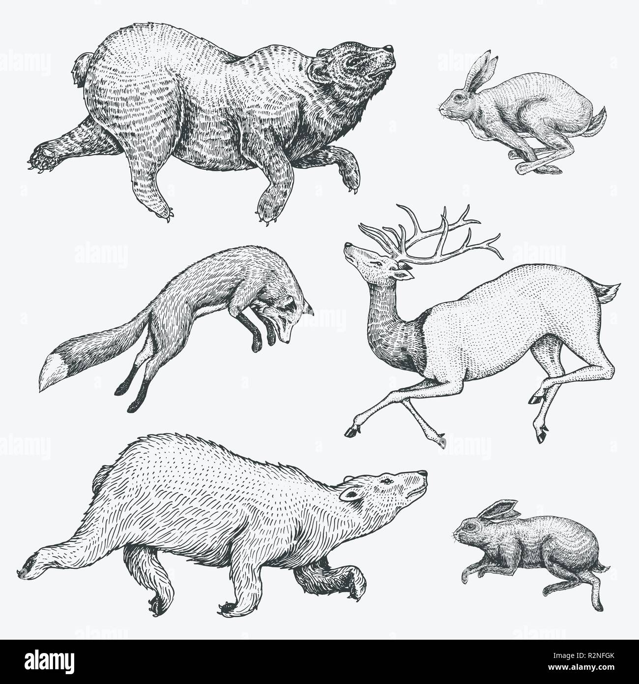 Soaring Red Fox coniglio lepre northern orso marrone cervo. Set di bosco selvatico animale il salto. In stile vintage. Mano inciso bozzetto. Illustrazione Vettoriale