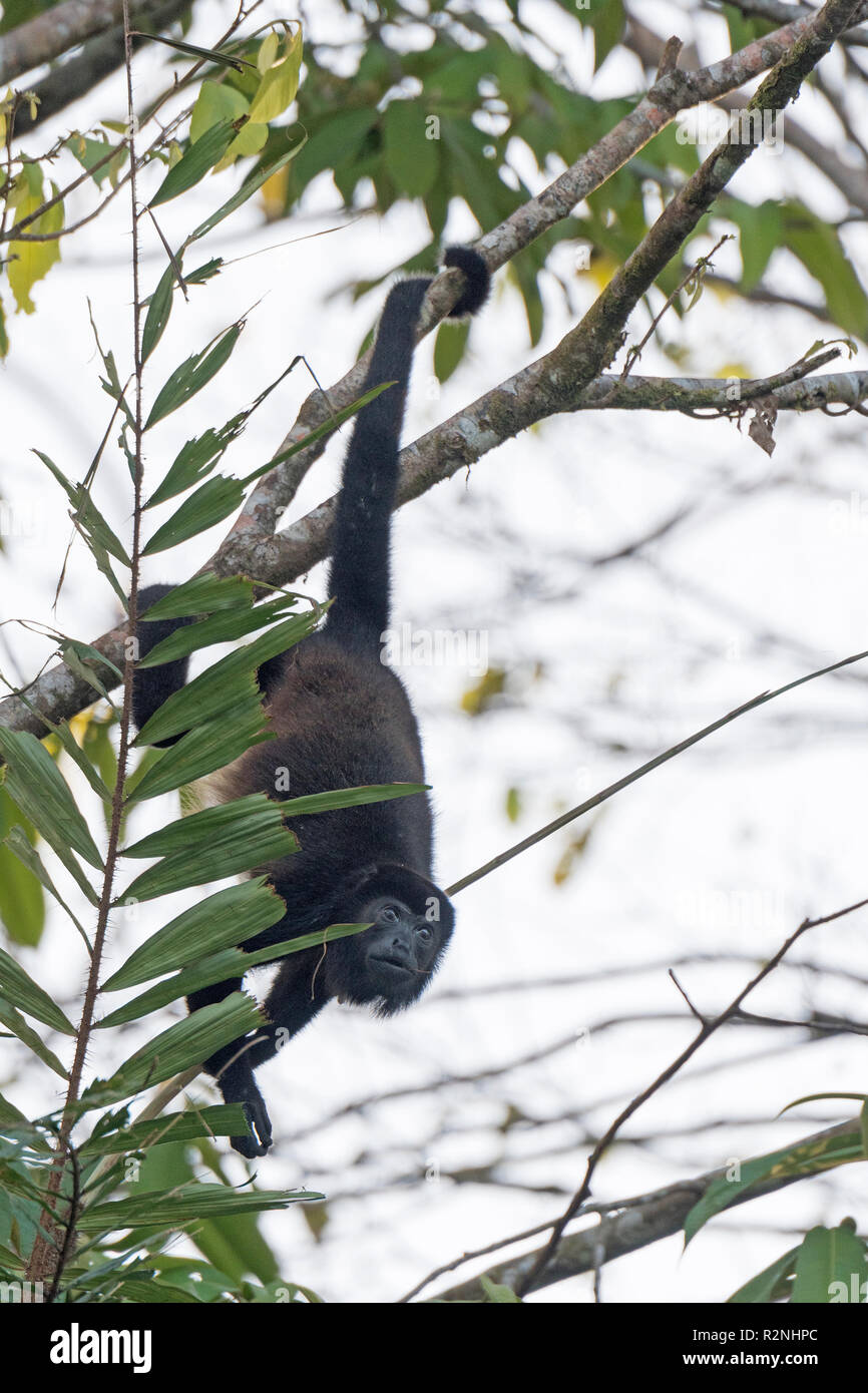 Scimmia Urlatrice appeso a un albero nel Parco Nazionale di Tortuguero in Costa Rica Foto Stock