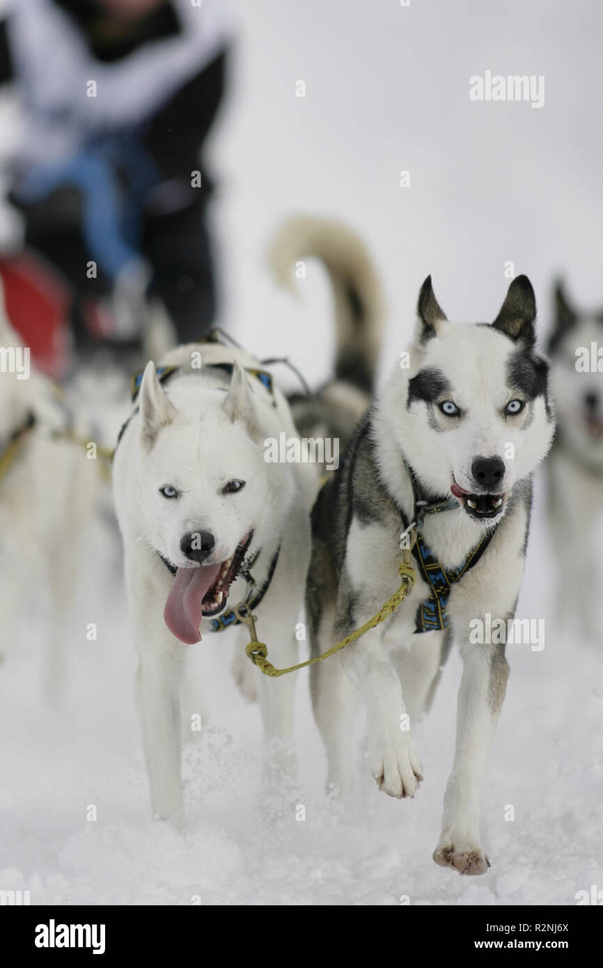 Di razza siberian husky team Foto Stock