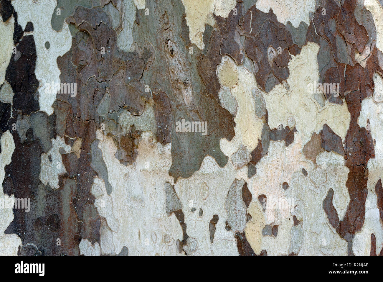 Close-up e grana della corteccia di albero di un platano, platanus acerifolia, Foto Stock