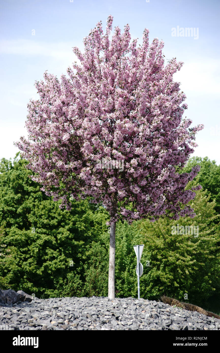 Un giovane potati fioritura rosa albero ornamentale in primavera su una collina di ghiaia, Foto Stock