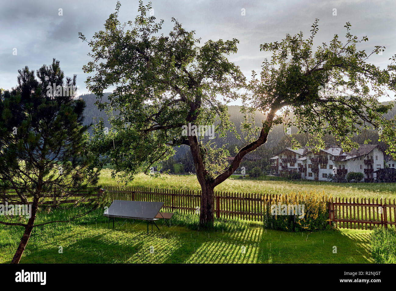 Albero di mele in controluce con temporale con pioggia Rofan montagne sullo sfondo Foto Stock