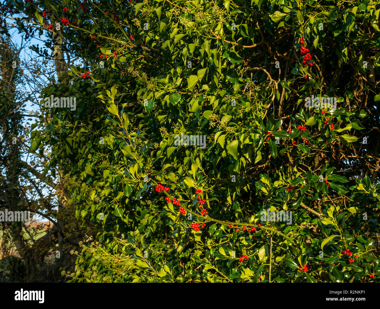 Close up di rosse bacche di agrifoglio ed edera cresce accanto al Fiume Tyne, East Lothian, Scozia, Regno Unito Foto Stock