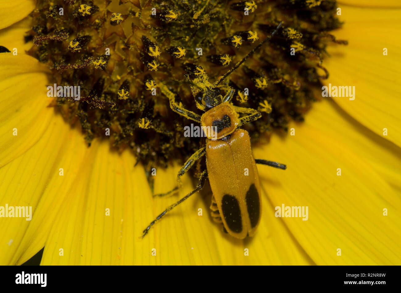 Goldenrod Soldier Beetle, Chauliognathus pensylvanicus, su girasole, Helianthus sp. Foto Stock