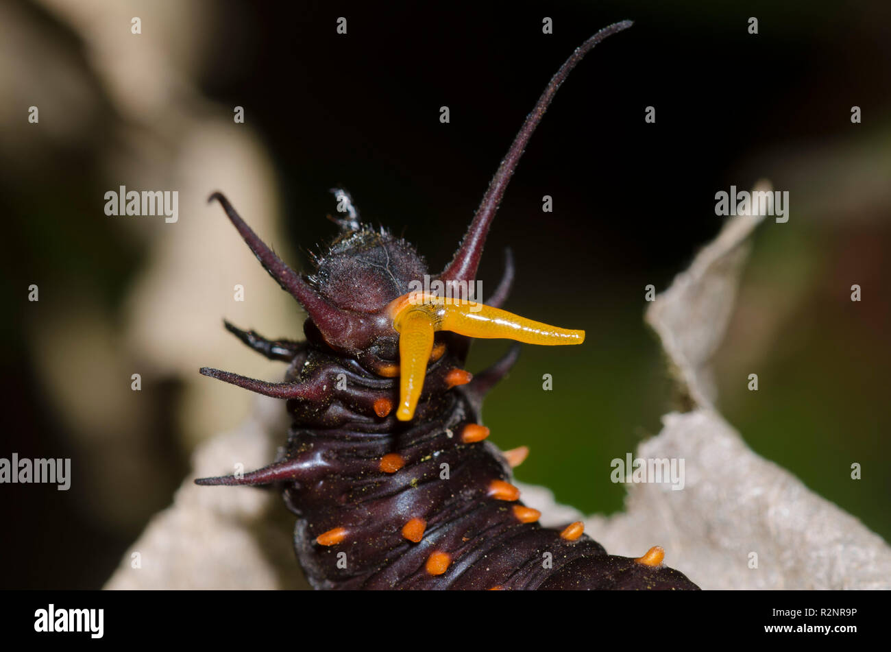 A coda di rondine Pipevine, Battus philenor, larva con osmeterium rovesciato Foto Stock