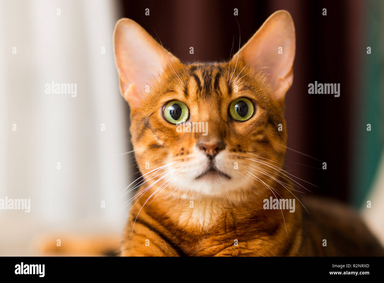 Adulto gatto bengalese ritratto di close-up Foto Stock