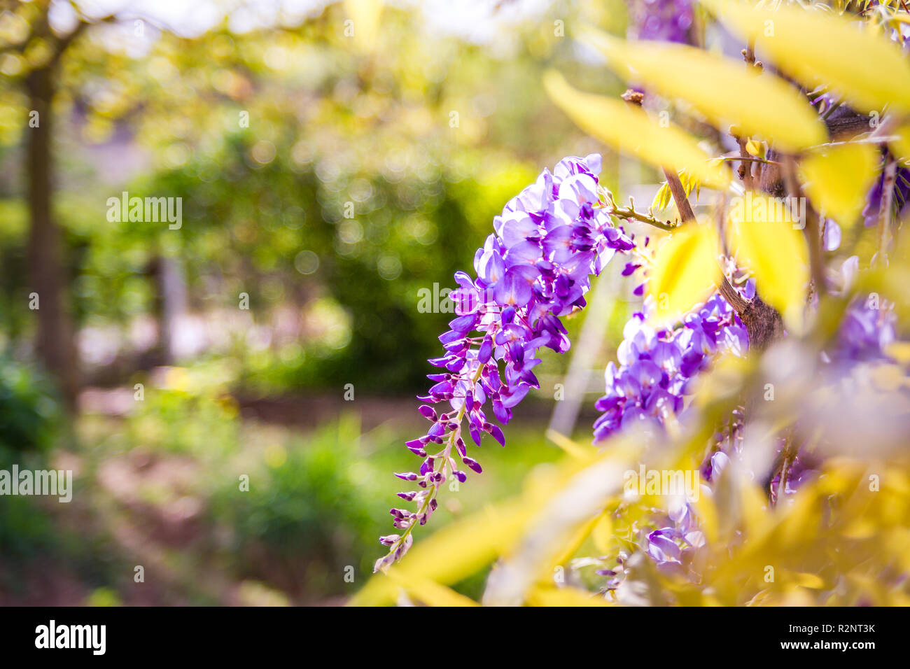 I fiori di glicine fioriscono nel giardino del tramonto. Bella wisteria trellis fiorire in primavera. Parco cinese e giapponese. Fioritura floreale primavera Foto Stock
