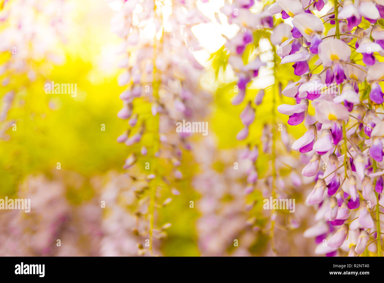 I fiori di glicine fioriscono nel giardino del tramonto. Bella wisteria trellis fiorire in primavera. Parco cinese e giapponese. Fioritura floreale primavera Foto Stock