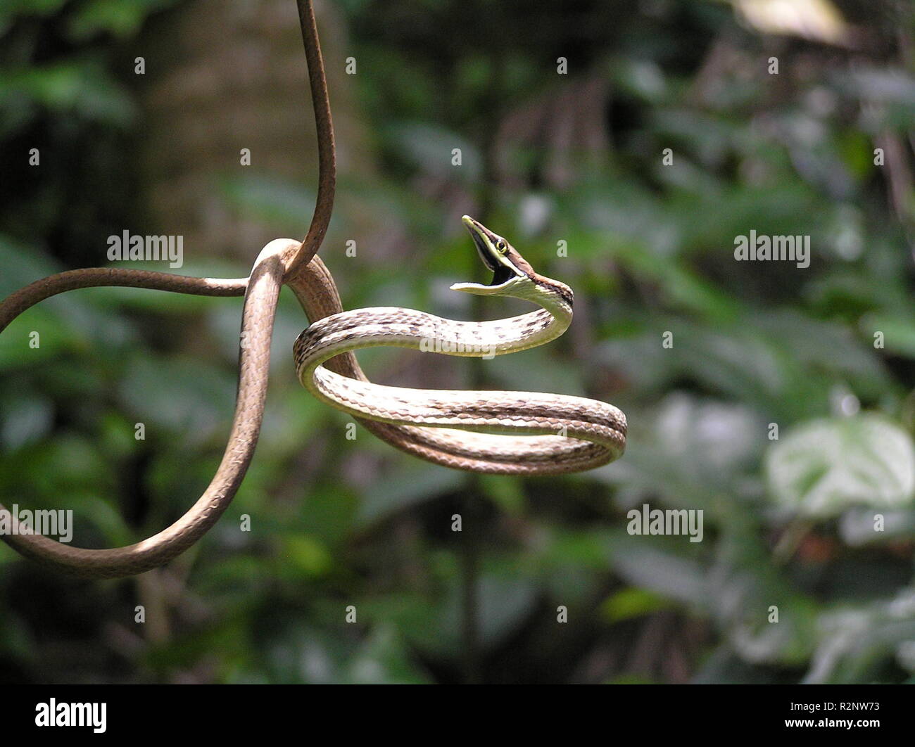 serpente Foto Stock