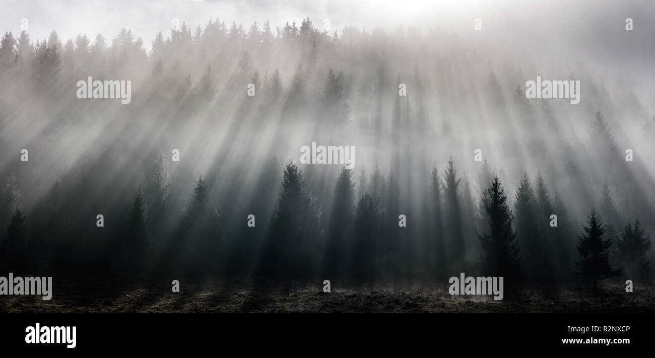 Nebbia diviso dai raggi del sole. Foschia mattutina vista in umido zona di montagna. Foto Stock