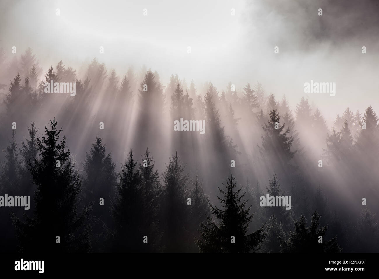 Nebbia diviso dai raggi del sole. Foschia mattutina vista in umido zona di montagna. Foto Stock