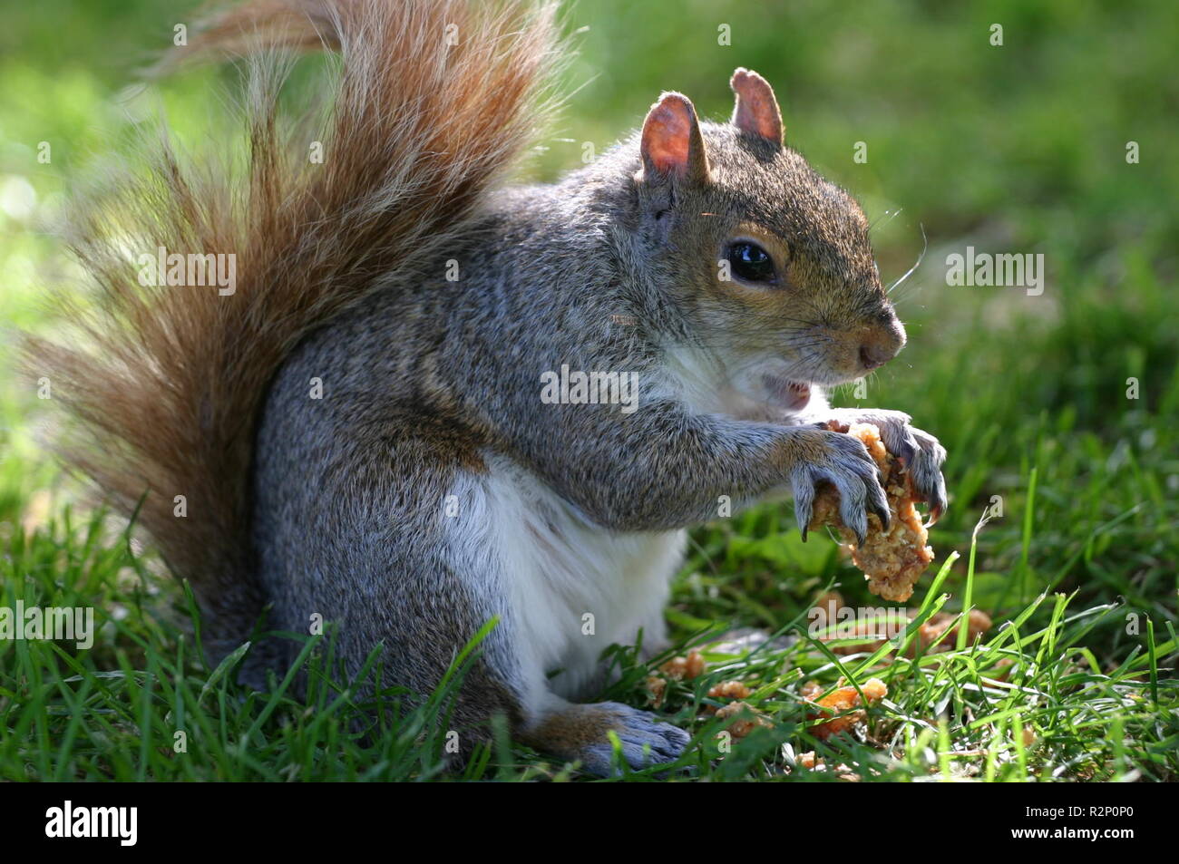 Scoiattolo grigio in Boston Common park Foto Stock