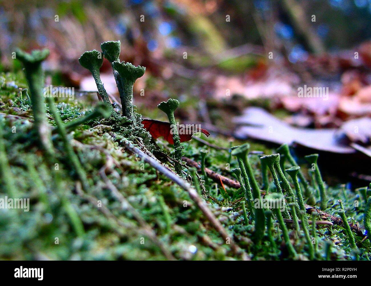 Cup lichen Foto Stock