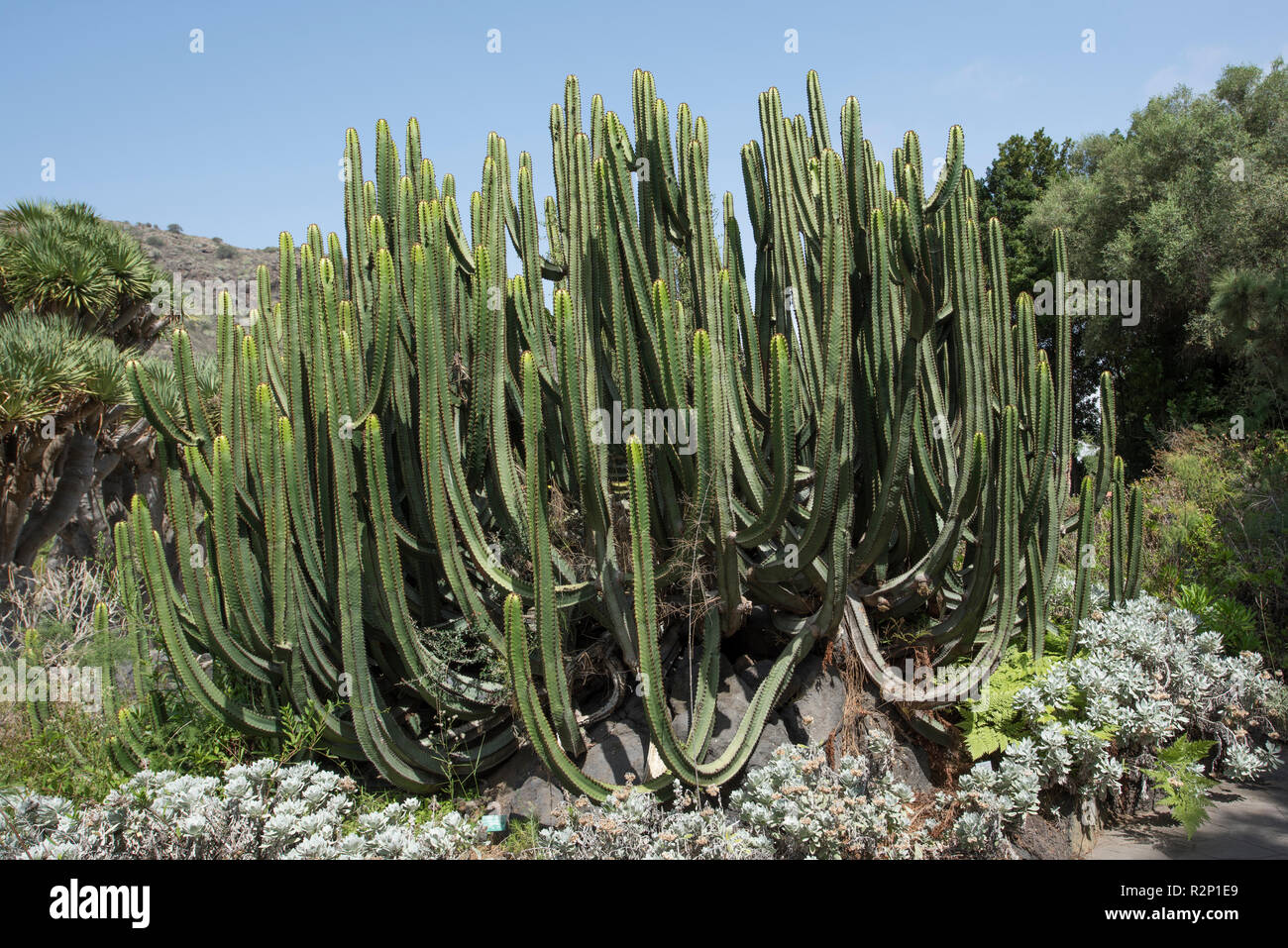 Isola delle Canarie (Euforbia Euphorbia canariensis), Jardín Botánico Canario Viera y Clavijo (giardini botanici), Tafira, Gran Canaria, Spagna. Foto Stock