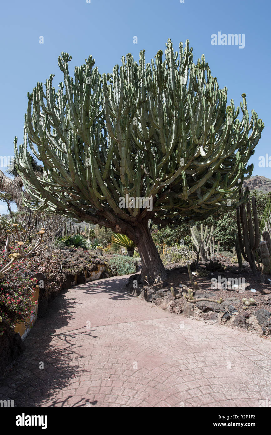 Candelabri Tree (Euphorbia candelabro), Jardín Botánico Canario Viera y Clavijo (giardini botanici), Tafira, Gran Canaria, Spagna. Foto Stock