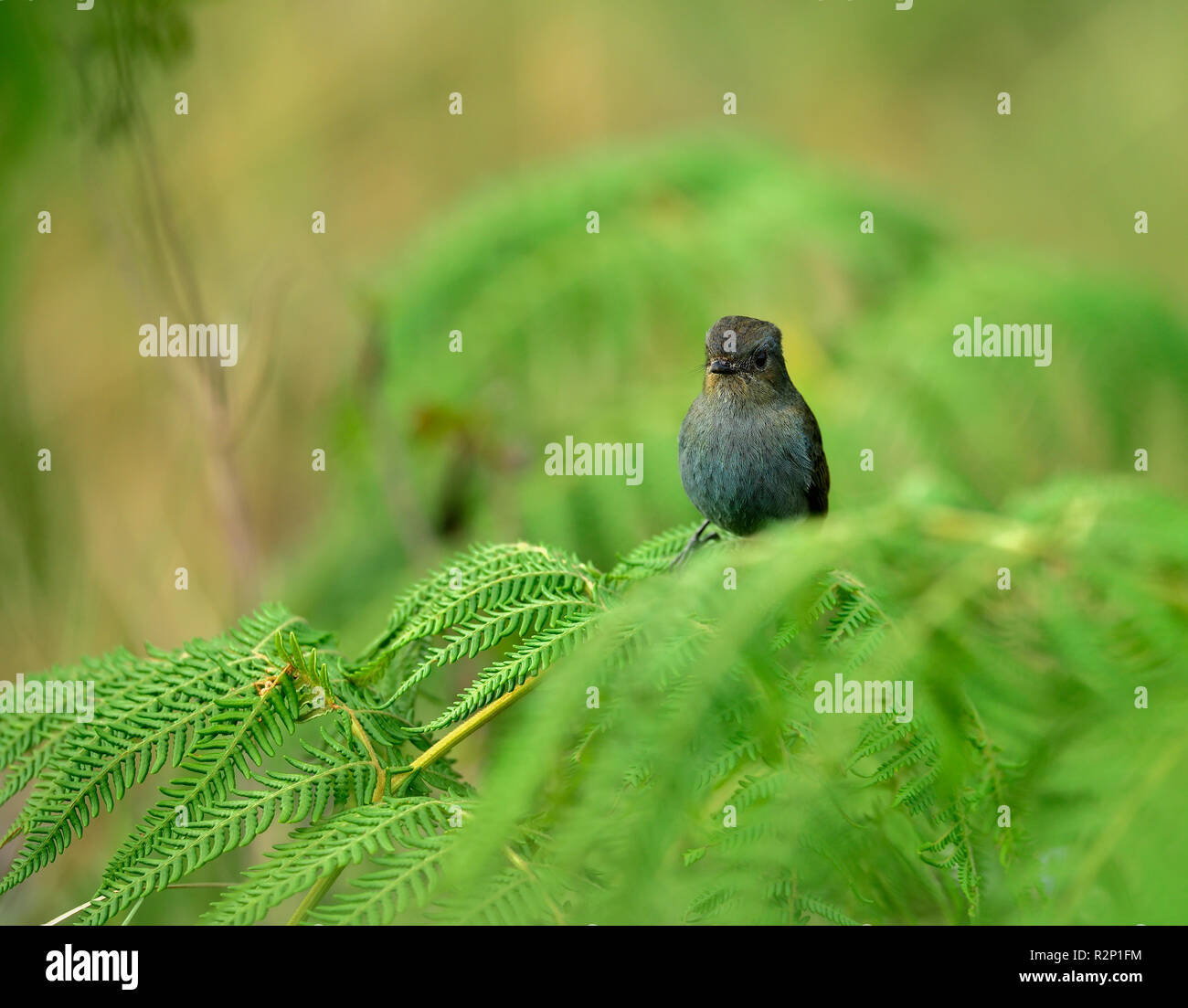 Il Nilgiri flycatcher è un vecchio mondo flycatcher con un numero molto limitato nelle colline del sud dell'India. Foto Stock