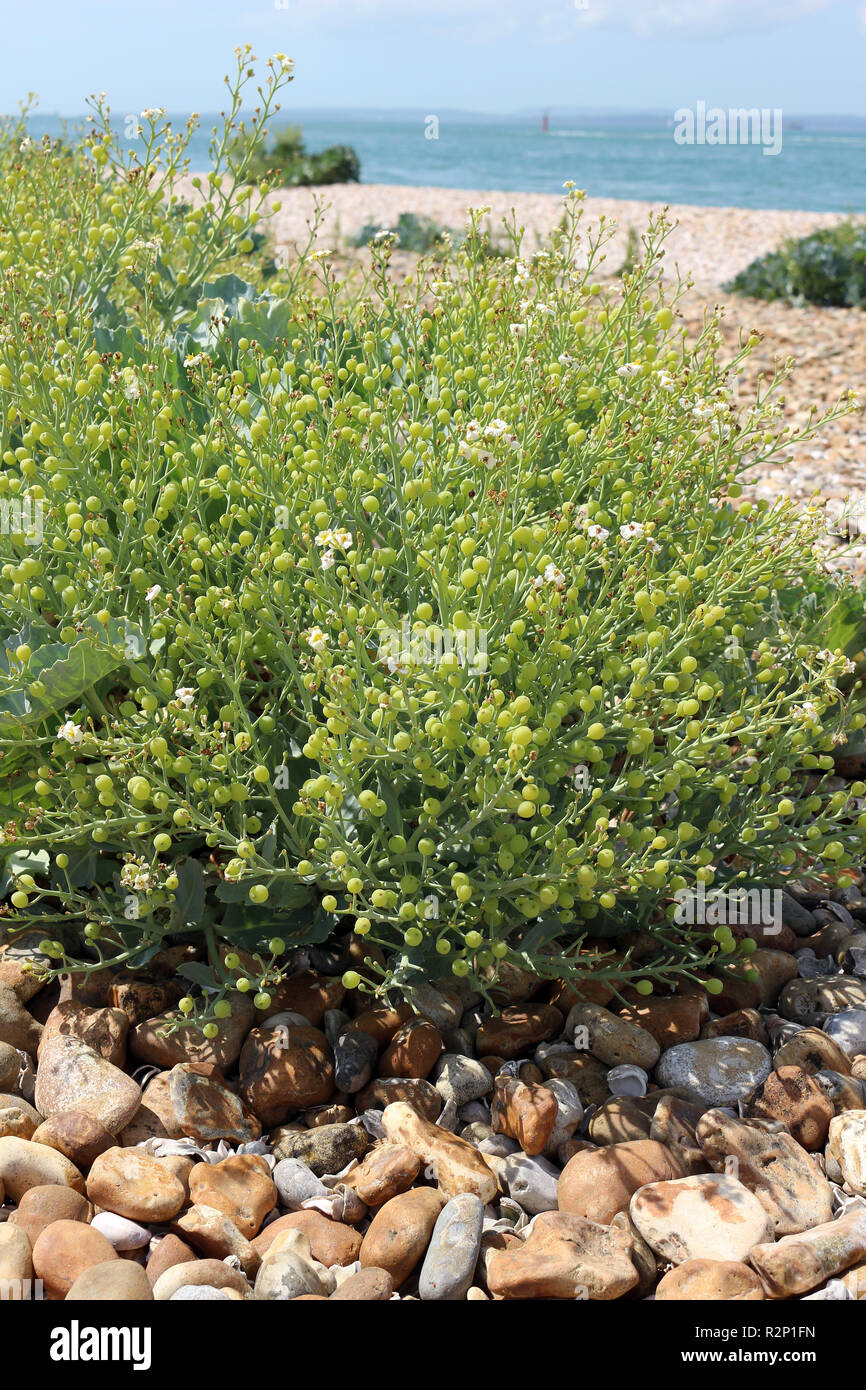 Capsule di seme di cavolo riccio di mare o Crambe maritima Foto Stock