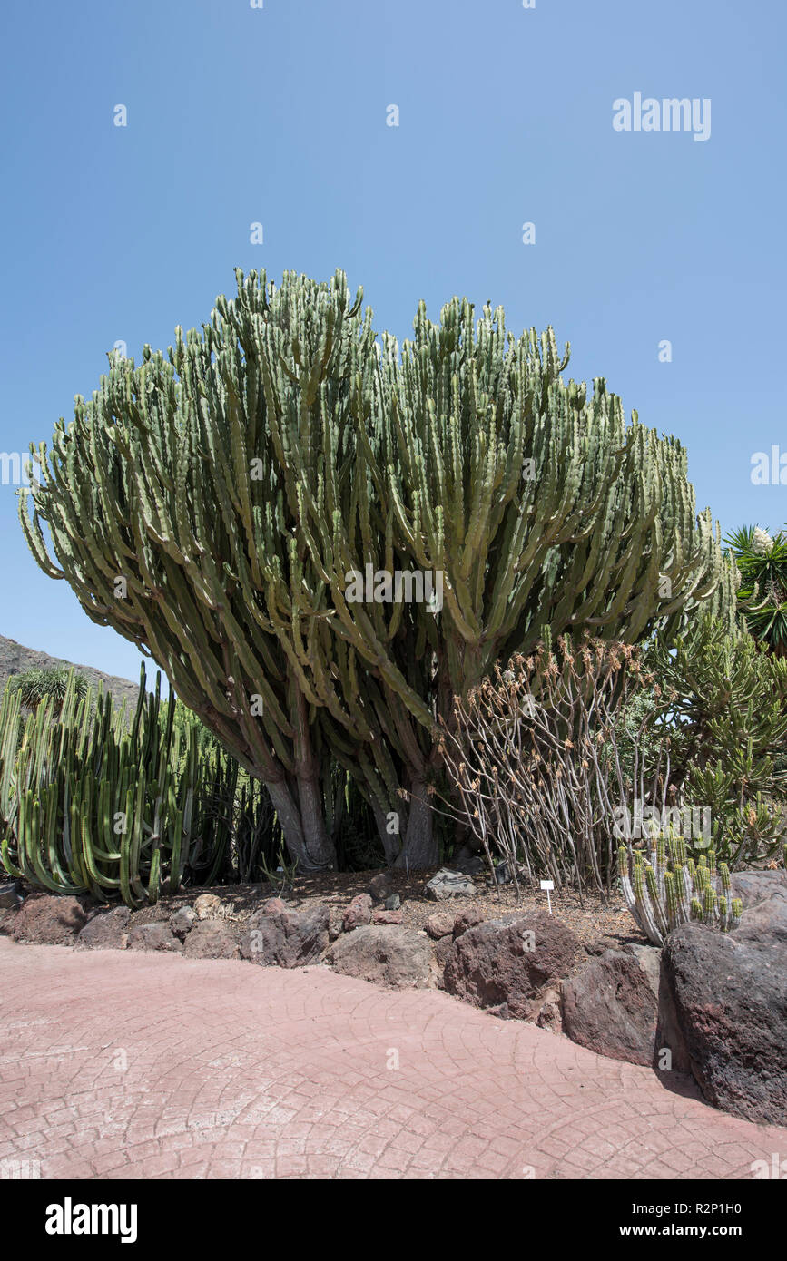 Candelabri Tree (Euphorbia candelabro), Jardín Botánico Canario Viera y Clavijo (giardini botanici), Tafira, Gran Canaria, Spagna. Foto Stock