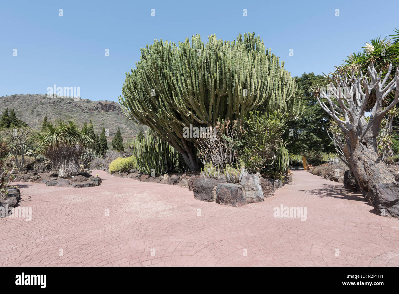 Candelabri Tree (Euphorbia candelabro), Jardín Botánico Canario Viera y Clavijo (giardini botanici), Tafira, Gran Canaria, Spagna. Foto Stock