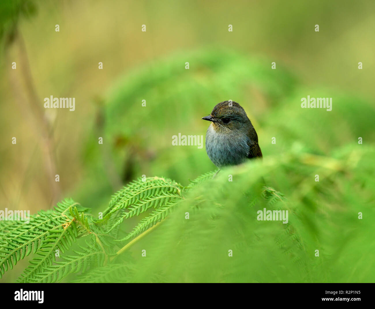 Il Nilgiri flycatcher è un vecchio mondo flycatcher con un numero molto limitato nelle colline del sud dell'India. Foto Stock