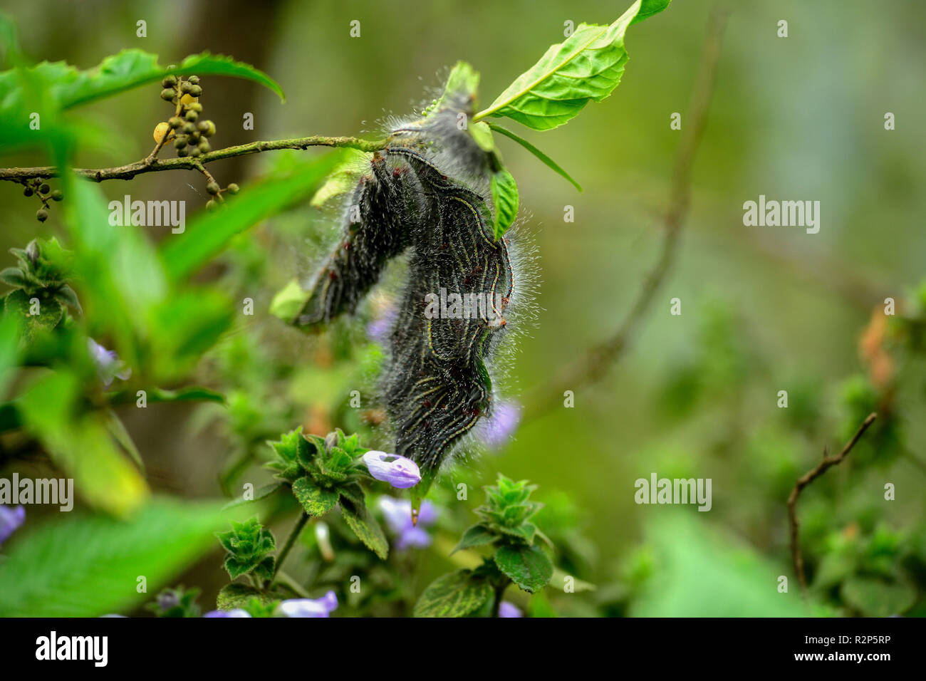 Una colonia di bruchi pelosi su una foglia nel suo habitat naturale Foto Stock