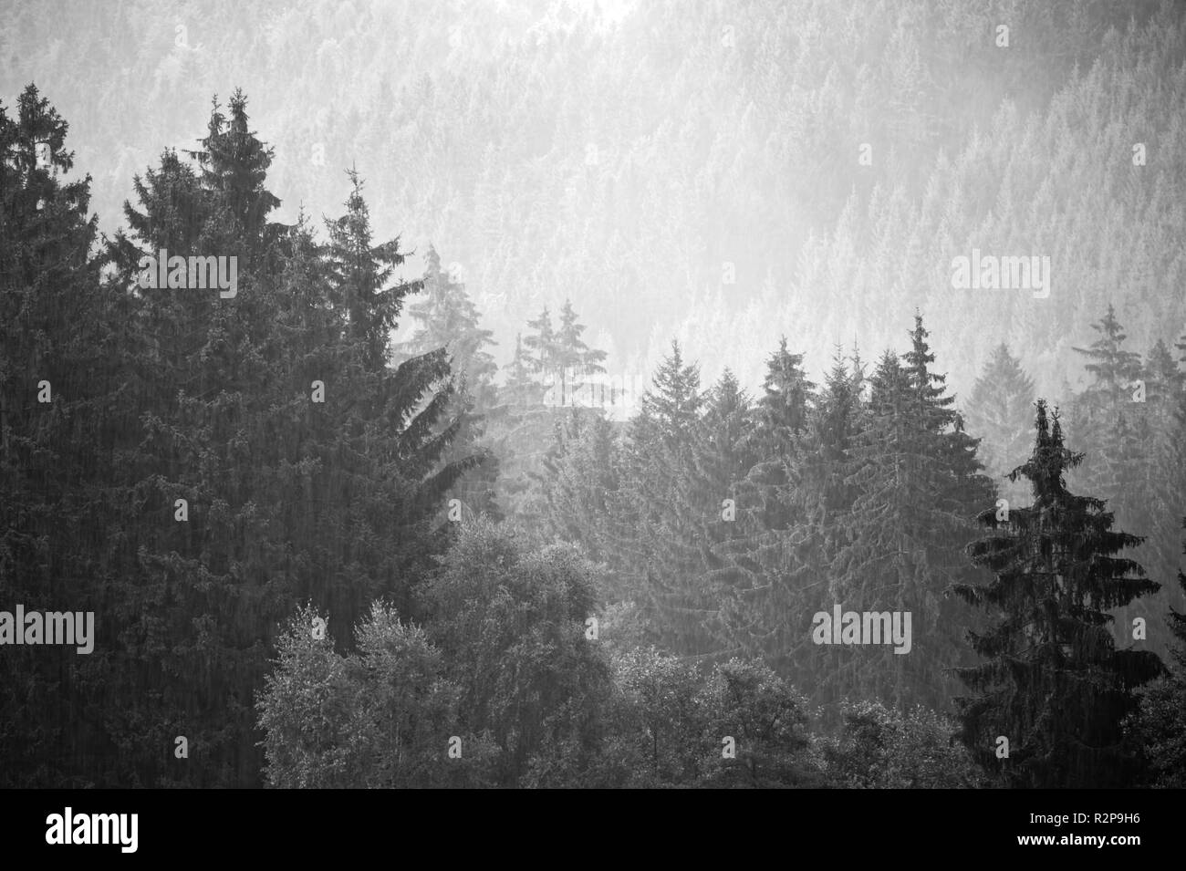 Brumoso paesaggio in Brocken,Harz,Germania.Brocken im Nebel und Regen,Harz. Foto Stock