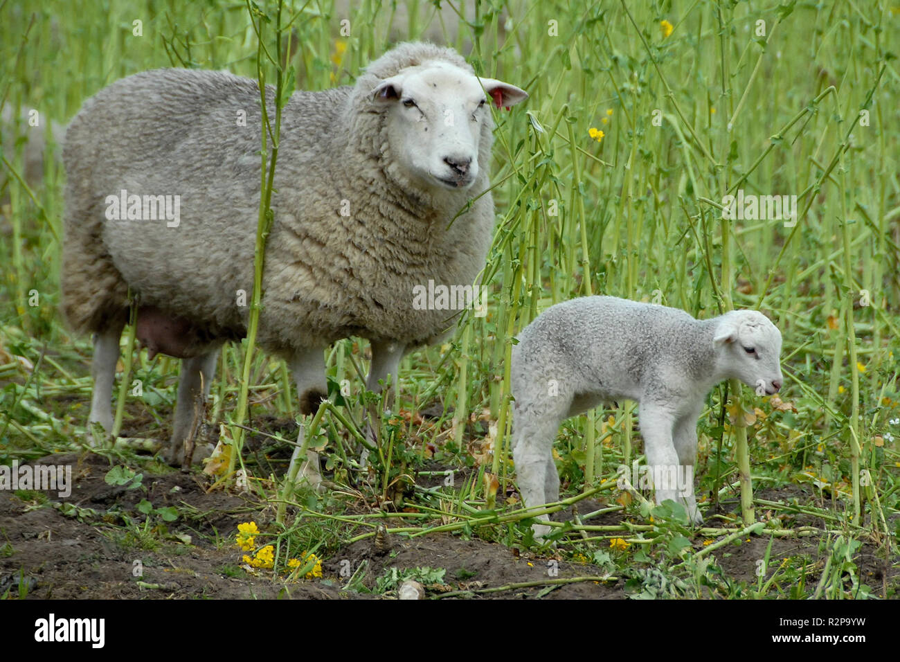 pecora con agnello Foto Stock