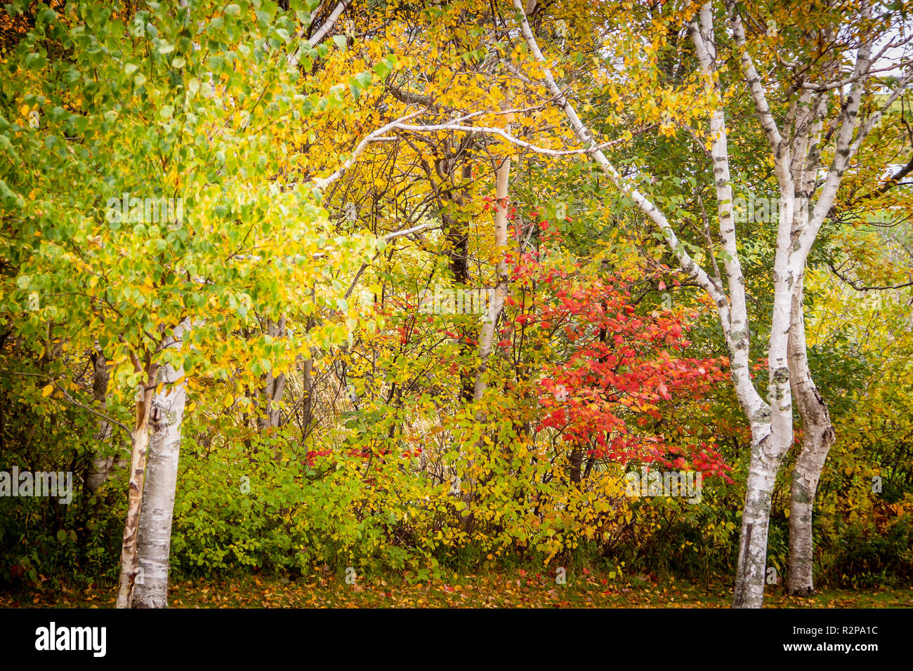 Autunno a colori. Foto Stock