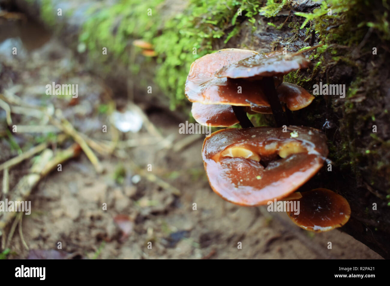 I funghi isolati sotto forma di un registro in un apparentemente magica Foto Stock
