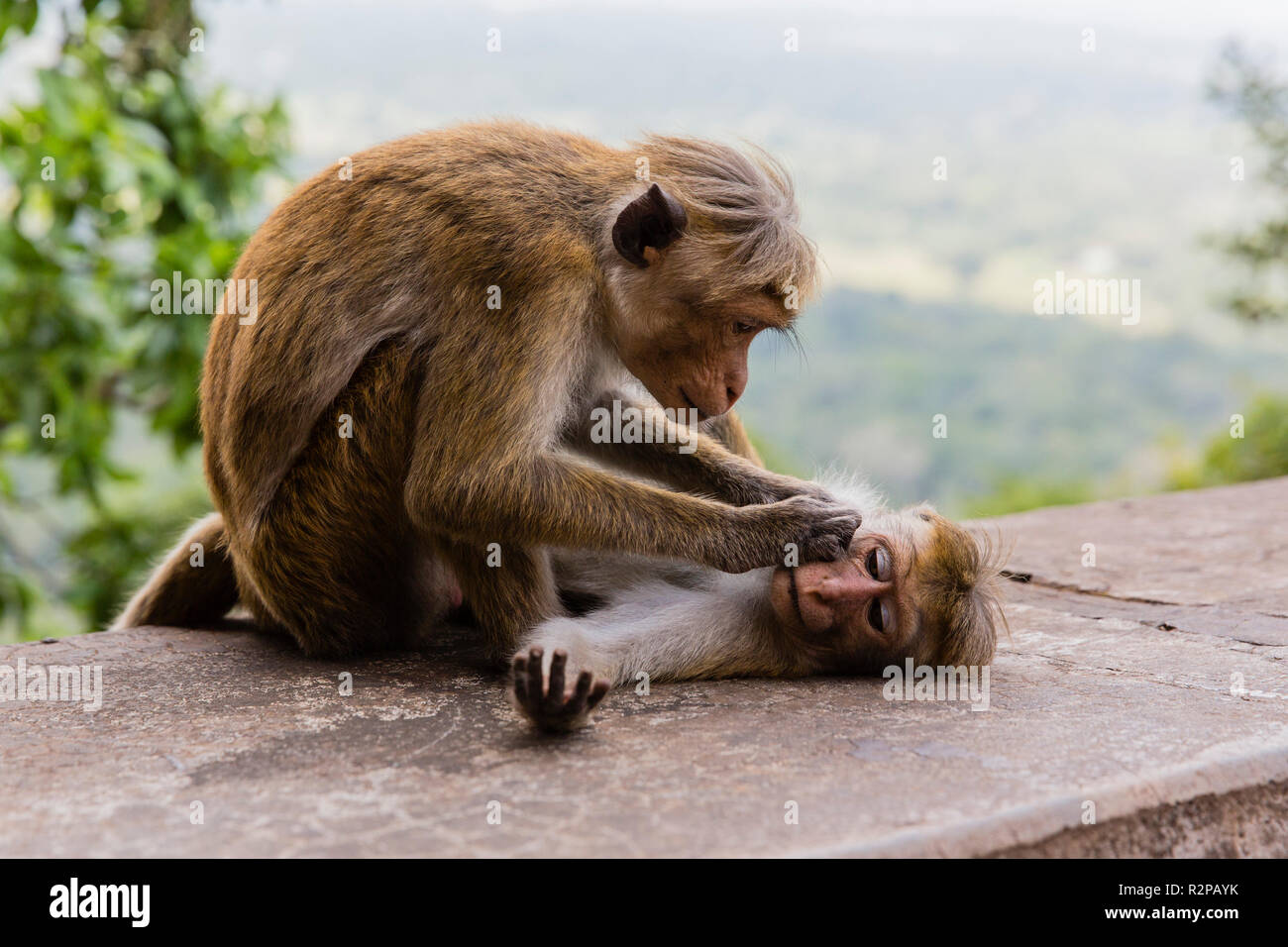 Due toque macachi, il grooming reciproco Foto Stock